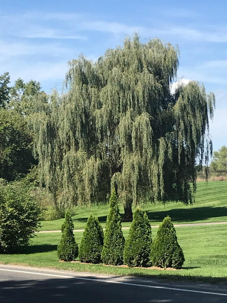 I'm lucky enough to pass this willow friend every day on my way to work.