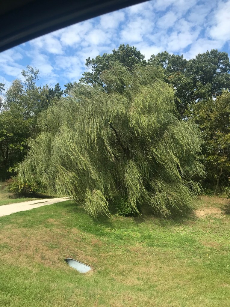 On my way to Girls Weekend, I stopped and snapped this picture of a willow waving wildly in the wind.